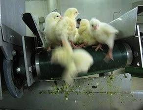 Male chicks on a conveyor belt, heading toward their death.