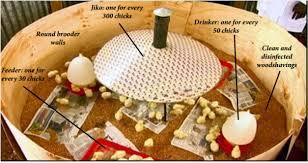 9 Move the chicks to a brooder. One the hatching process is complete and the chicks are dry, you can transfer the chicks to a brooder where they will be raised.
