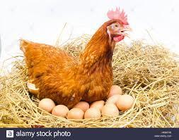 2 Sneak the eggs under the hen. This will be easiest at night, while the hen is sleeping. Depending on the breed, she may be able to incubate up to 12 eggs.