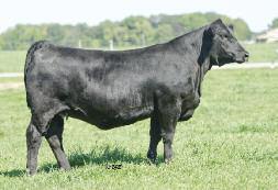 She is as good as she looks and delivers leading quality like the massive sisters selling here plus Bill Couch s popular Mile High and Louisville Simmental Sale bred heifers that sold for $8,000 and