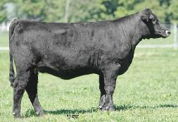 stacks the best in winning genetics. By the dominant sire Steel Force, her dam is a donor for Rist Show Cattle, IN, and her second dam is none other than the $1.