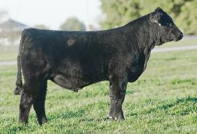 Right By Design Herd Sire Options Our Best Bull Calves from 2012!