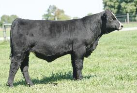 4 BW 2.1 WW 56.0 YW 77.6 MCE 7.5 API 92.0 TI 58.0 Another top bull from the first crop by our winning sire, STCC Long Haul, this bull is bred to win in many ways.