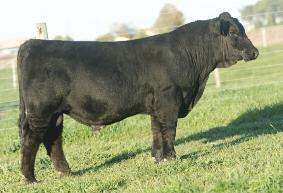 and just might be the best red half-blood female in the business. This bull is high performing and fancy with great length and a rugged design. Lot 30 N.