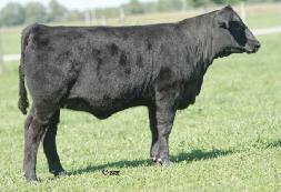 1 API 62 TI 46 A super complete show prospect for the half-blood game, here is one of the best calves from our first crop by STCC RHF Deputy One whose dam was our $14,500 selection along with our