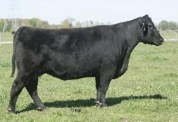Proven Profit-Makers Angus Cows Bred Right!