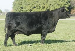 0 WW I+48 YW I+88 M I+33 A big-bodied beauty from the leading donor at MAC Cattle, KY, this very young purebred is extra efficient and attractive.