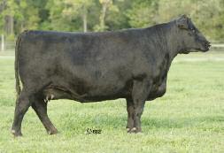 Her sister was a big winner for the McCollum family, TX, and this cow will be a favorite.
