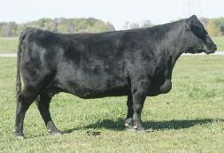 OF PARTNER STEVENSON SARAH J20K STEVENSON SARAH J9G CED +6 BW +.3 WW +32 YW +58 M +19 A beautiful Angus female that has given us some excellent sons and daughters to sell over the years.
