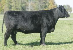 Lot 64 PE 4/20-7/15 to STCC Deputy One Due 2/12/13 STCC 104 FEMALE DOB: 2002 104 Sire: EXT SON Dam: ANGUS A very productive and rugged cow that has been a great contributor and has much
