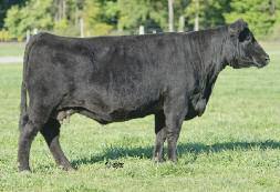 this versatile cow has great feet and tremendous bone blended with a fancy pattern. She has plenty of good left to give!