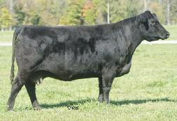 Lot 68 Bred to calve 2/20 to Yardley Utah Y361 PE 5/02-7/24 to Chuckwagon Safe-in-calf STCC 316 FEMALE DOB: 1/20/04 316 Sire: LUCKY CHARM SON Dam: ANGUS A super-fancy SimAngus that will surely work