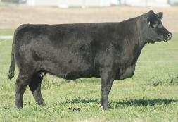 Lot 68 Lot 69 PE 5/02-7/24 to Chuckwagon Safe-in-calf STCC 307 FEMALE DOB: 1/03/02 307 Sire: LUCKY CHARM SON Dam: ANGUS A favorite producer from the load we purchased from Gateway Simmental, MT, a