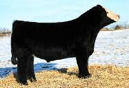 6 TI 62.6 **Selling 20 units of semen at auction.