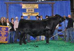 SimAngus Female of the 2009 NAILE and the Reserve Calf Champion Female of the 2010 National Western Stock Show.