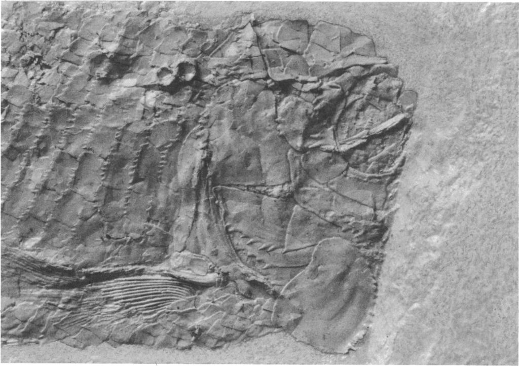 1972 SCHAEFFER: JURASSIC FISH 11 FIG. 5. Oreochima ellioti, new genus and species, AMNH 9920b. Cheek region and anterior part of body. Ca. X 5.