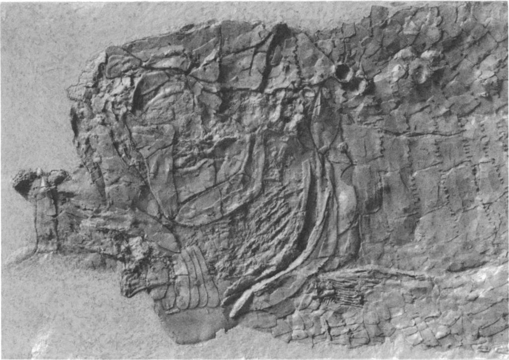 1972 SCHAEFFER: JURASSIC FISH 13 FIG. 8. Oreochima ellioti, new genus and species, AMNH 9920a. Partly dissociated skull and complete shoulder girdle. Ca. X 5. along the outer border of the first ray.