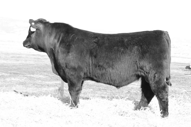 * All double black bulls were DNA tested for color and those who were found to be homozygous black are designated as such in the catalog (HomBlk).