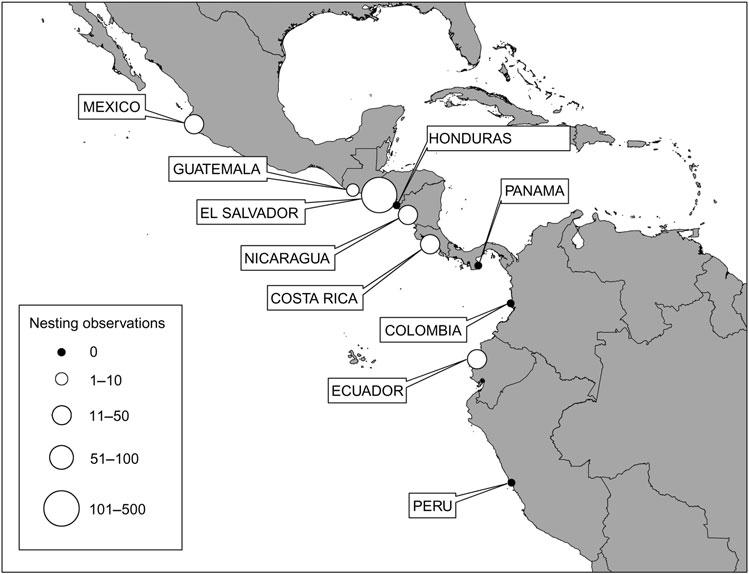 Hawksbill turtles in the eastern Pacific 3 FIG.