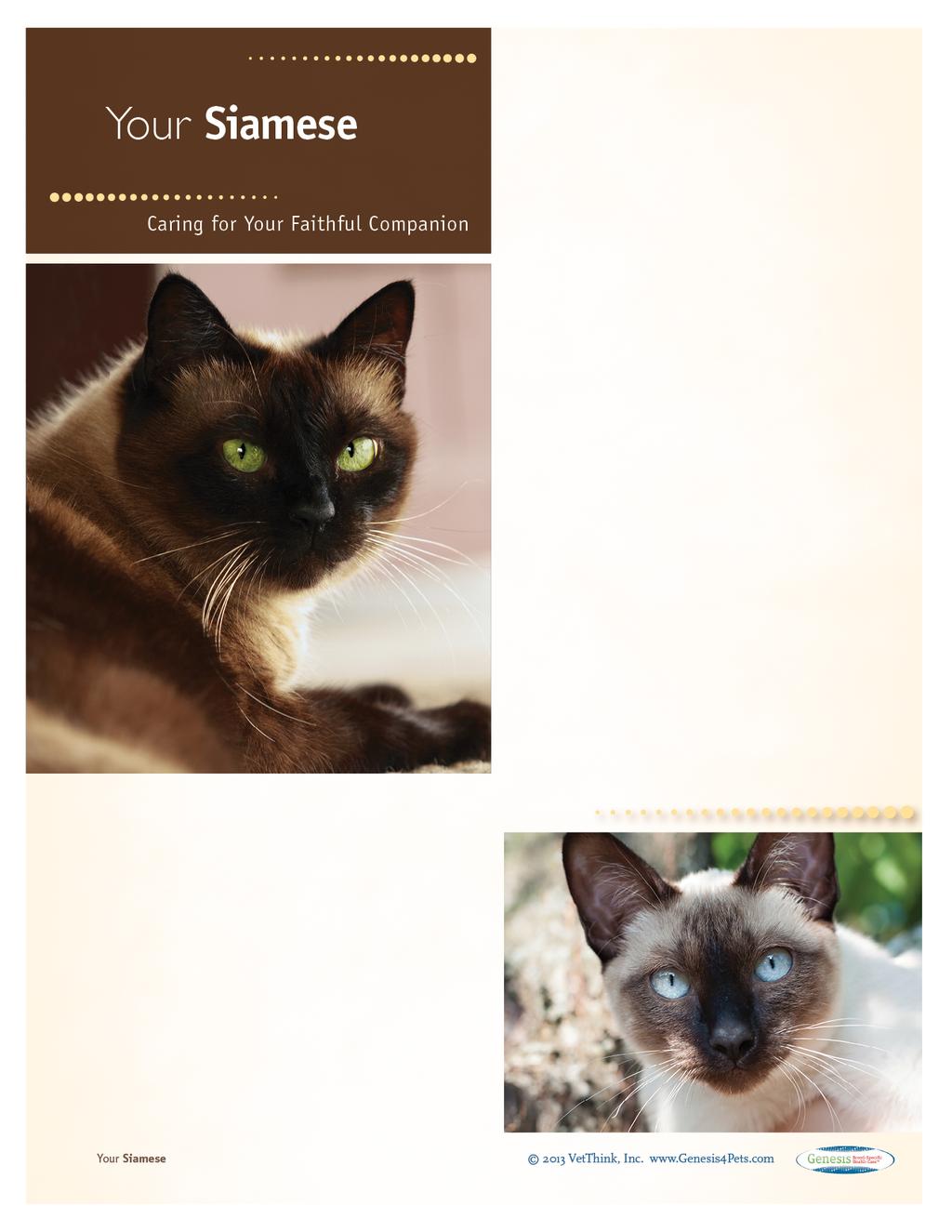 Siamese: What a Unique Breed! Your cat is special! She senses your moods, is curious about your day, and has purred her way into your heart.