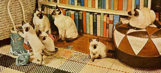 National Geographic, 1936. These were American Siamese from top catteries of that era.
