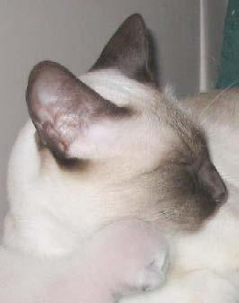 TICA Thai Breed Standard. Forehead: Flat and long. [This means long and flat from the brow to between the ears.