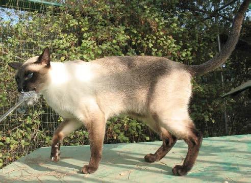 Thai Breed Standard. Body: Torso (15 points!) Moderately long, lithe and graceful like a small panther.