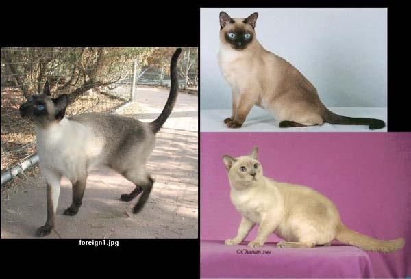 Compare Thai (left), foreign type versus Tonkinese (right), semi-foreign type Both cats at right are