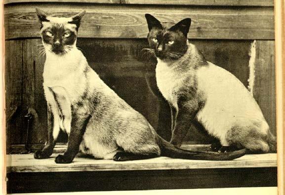Imports from SE Asia, circa 1930. Adult Siamese queen (pregnant) at left and adult unneutered male (Oriental Nai Tabhi) at right.