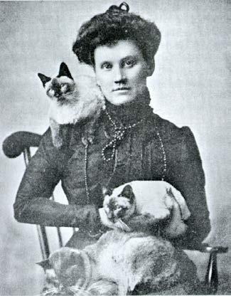 American Siamese of the Late 19 th Century. Mrs.