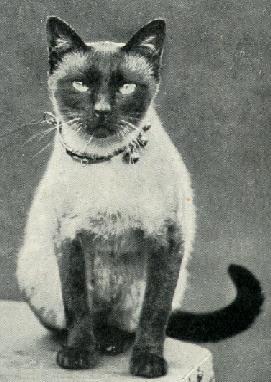 Cora, dob 1898. Siamese female owned by British breeder Mrs. Armitage.