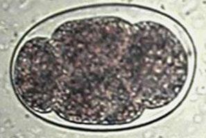 Parasites of Concern Nematodes Roundworms Strongyles Haemonchus, Nematodirus, Ostertagia, Dictyocaulus, Cooperia, Trichostrongylus,