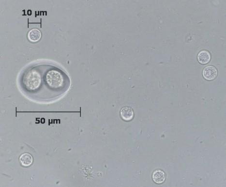 Parasites of Concern Protozoa Coccidia Eimeria Practically