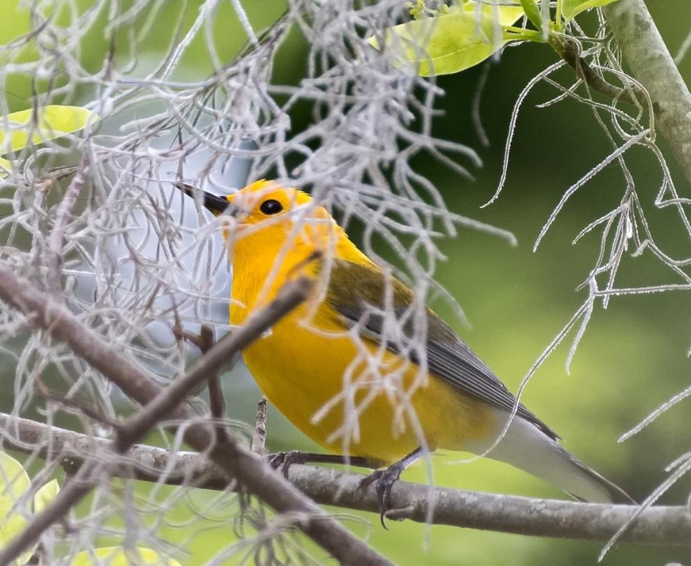 As the Yellowrumped Warblers are decreasing in numbers because of migration away from the area, other species such as the Prothonotary Warbler are beginning to increase in numbers for a spring