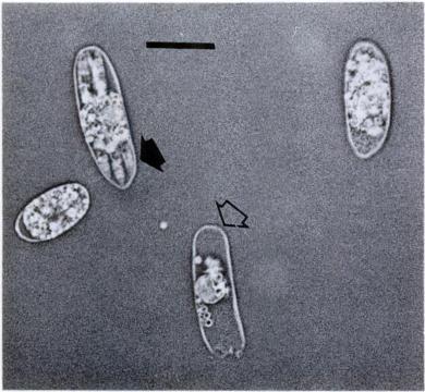 492 JOURNAL OF WILDLIFE DISEASES, VOL 29, NO. 3, JULY 1993 FIGURE 3. Unstained wet mount of sporulated FIGURE 4. Unstained wet mount of star forsporocyst (closed arrow) of C.