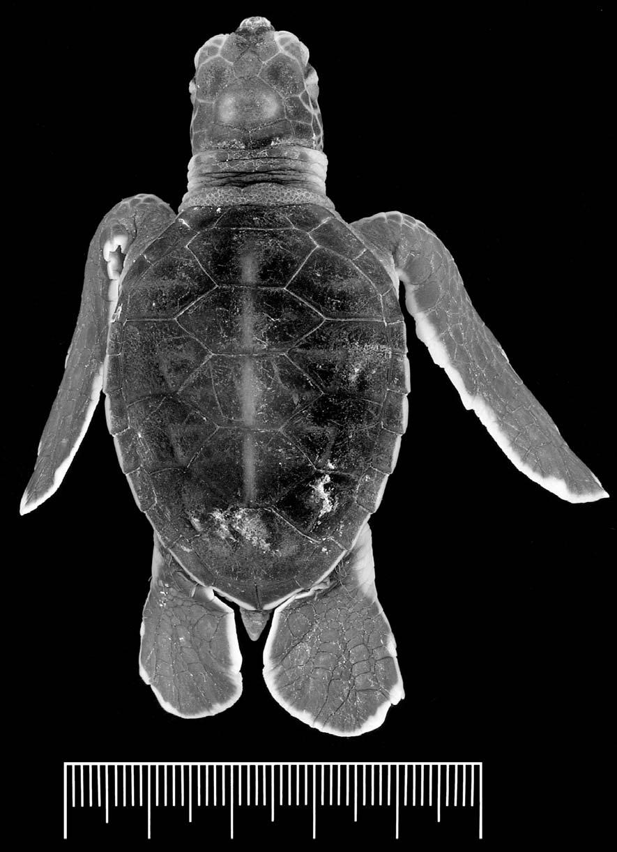 Autopodial Development in Sea Turtles 259 Fig. 2. Hatchling of Chelonia mydas (BMNH 1970.1287), dorsal view. Locality: Heron Island, Capricorn Group, Great barrier reef, Australia. Scale=50 mm.