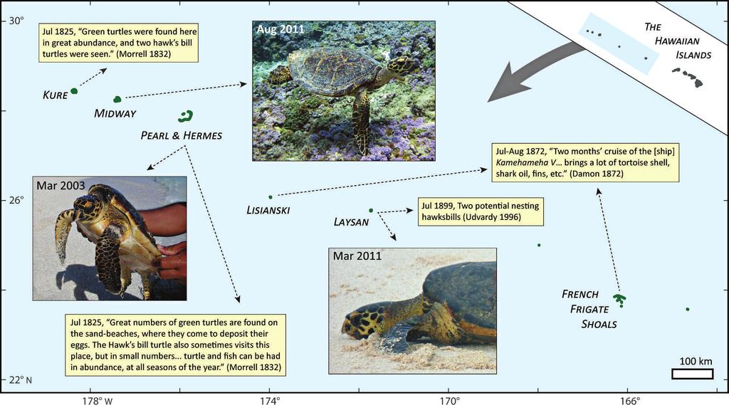 118 CHELONIAN CONSERVATION AND BIOLOGY, Volume 11, Number 1 2012 Figure 1. Historical and recent hawksbill records in the northwestern Hawaiian Islands (NWHI).