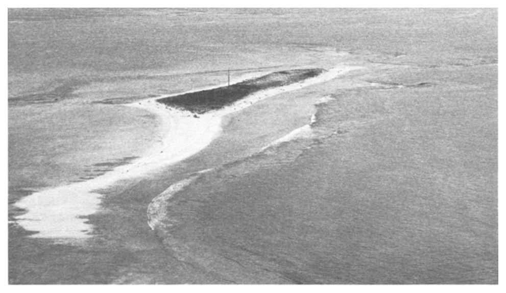 Photo by G. Balazs, July 1973. pond (Kiholo) that connects to the sea. Animals were retained for several hours and then released 2 km from the site of capture.