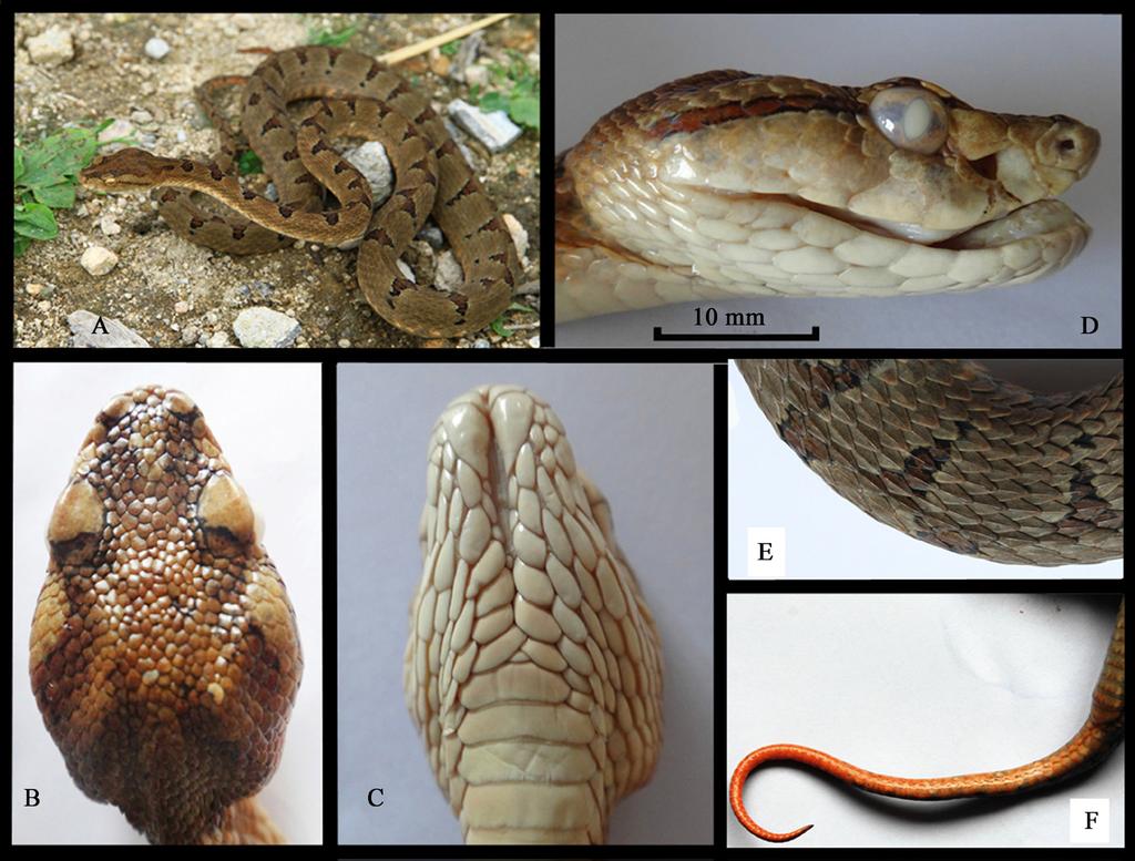 No. 3 Xin HUANG et al. A New Species of the Genus Protobothrops from the Dabie Mountains 215 undivided; and subcaudals divided in 58 pairs (Table 1). 3.2 Coloration in life Dorsal ground color of the sample is yellow-brown.