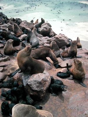 Order Pinnipedia Seals, Sea Lions, & Walrusses Paddle-shaped flippers Seals no ear flaps & rear flippers point backward Sea lions - ear flaps & can rotate rear flippers