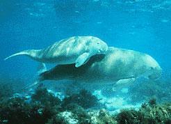 Order Sirenia Manatees & dugongs (sea cows) Manatees are