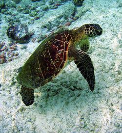 Order Chelonia 7 species of Sea turtles all