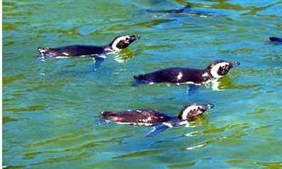 Penguins Order Sphenisciformes Flightless All live in the Southern