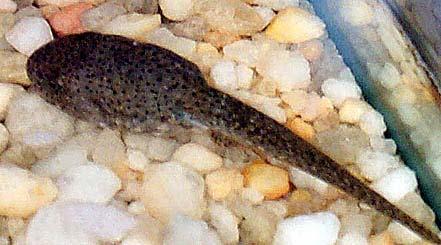 Nitrogen Excretion Rana catesbeiana tadpole