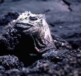 Salt Glands in Lizards, Crocodilians, and Turtles Marine Iguana Nasal