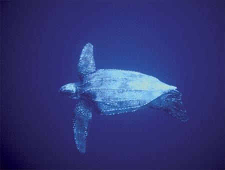 Leatherback Sea Turtle Approaches endothermy Can maintain a body temperature of 25 26 C in 8 C water Does this