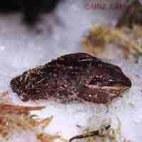 Speaking of Completely Freezing Most herps in the temperate regions can briefly supercool Some species produce cryoprotectant proteins Wood Frog Can tolerate upward of 35 45% of total body mass as