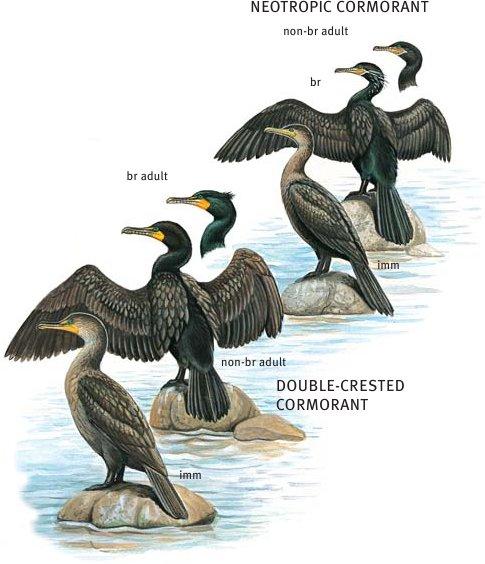 Pelecaniformes: Cormorants Shipunov (MSU)