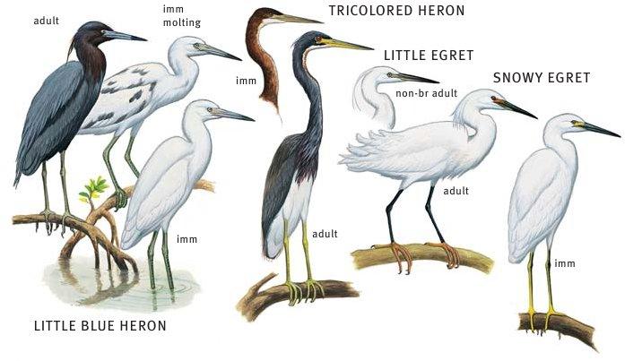 Pelecaniformes: Herons Shipunov (MSU)