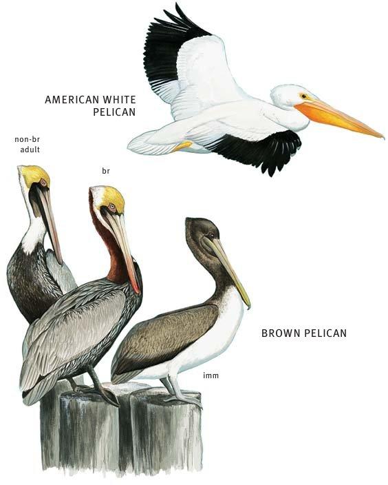 Pelecaniformes: Pelicans Shipunov (MSU)